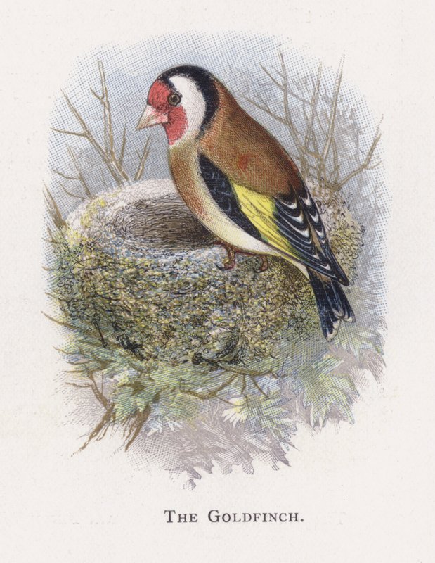 saka kuşu by Alexander Francis Lydon