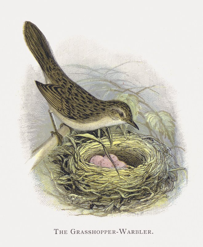 Çekirge-Warbler by Alexander Francis Lydon