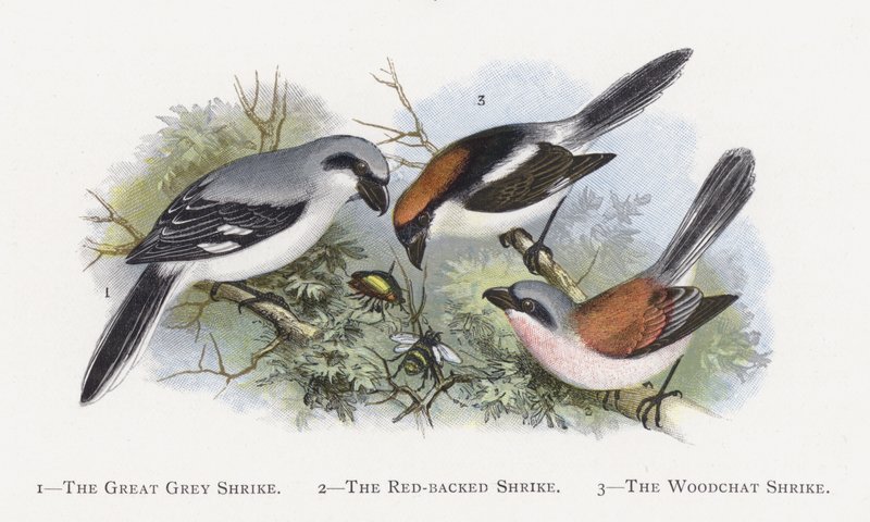 Büyük Gri Örümcek, Kızıl Sırtlı Örümcek, Woodchat Örümcek Kuşu by Alexander Francis Lydon