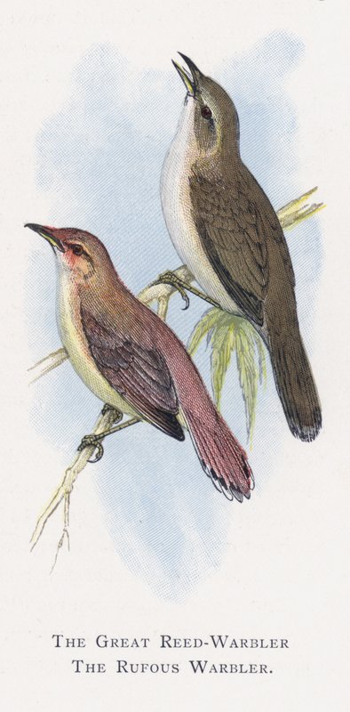 Büyük Reed-Warbler, Kızıl Ötleğen by Alexander Francis Lydon