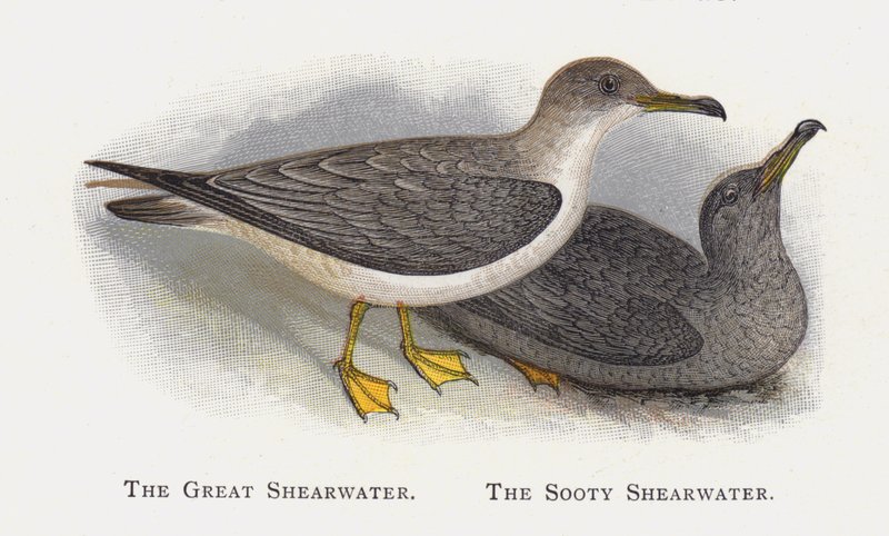 Büyük Shearwater, İsli Shearwater by Alexander Francis Lydon
