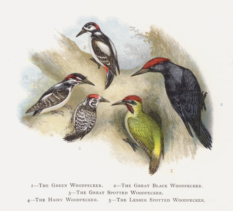 Yeşil Ağaçkakan, Büyük Kara Ağaçkakan, Büyük Benekli Ağaçkakan, Tüylü Ağaçkakan, Küçük Benekli Ağaçkakan by Alexander Francis Lydon