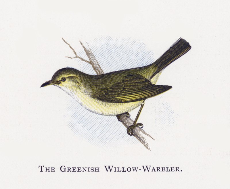 Yeşilimsi Söğüt-Warbler by Alexander Francis Lydon