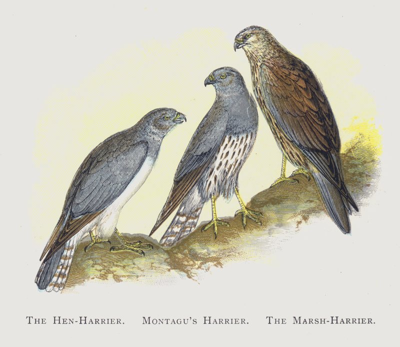 Hen-Harrier, Montagus Harrier, Marsh-Harrier by Alexander Francis Lydon