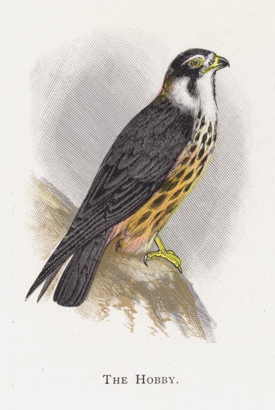 Hobi by Alexander Francis Lydon