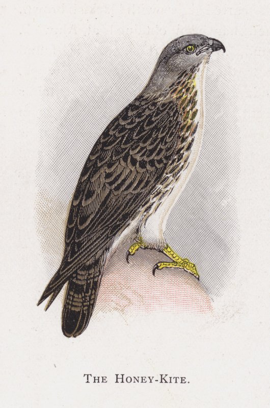 Bal-Uçurtma by Alexander Francis Lydon