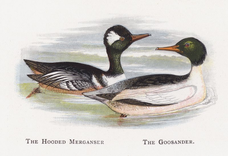 Kapşonlu Merganser, Goosander by Alexander Francis Lydon