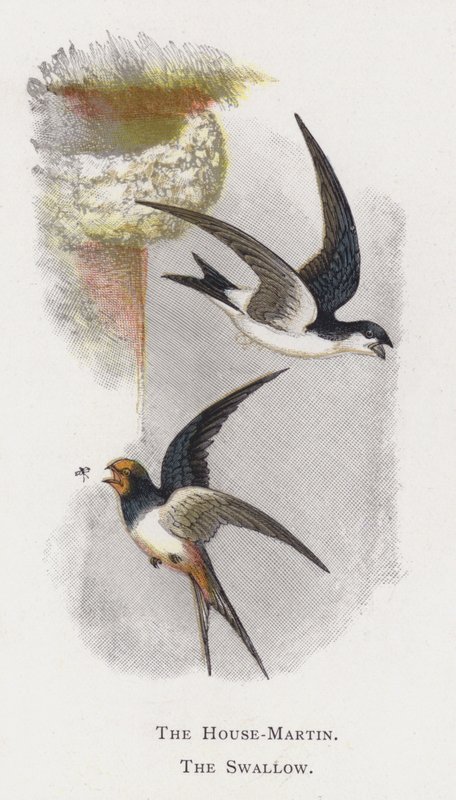 Ev-Martin, Kırlangıç by Alexander Francis Lydon