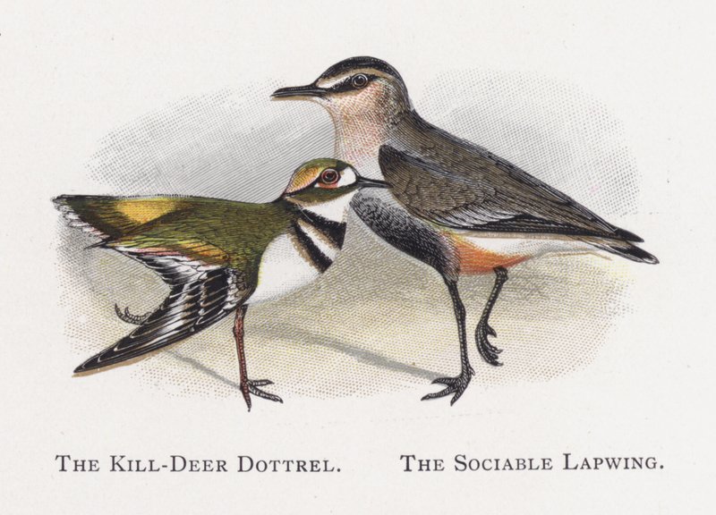 Killdeer Dotterel, Sosyal Kız Kuşu by Alexander Francis Lydon