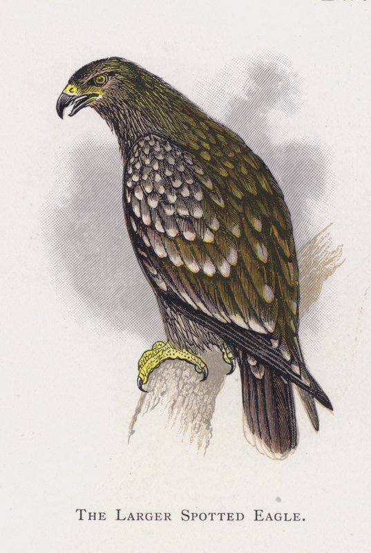 Büyük Benekli Kartal by Alexander Francis Lydon