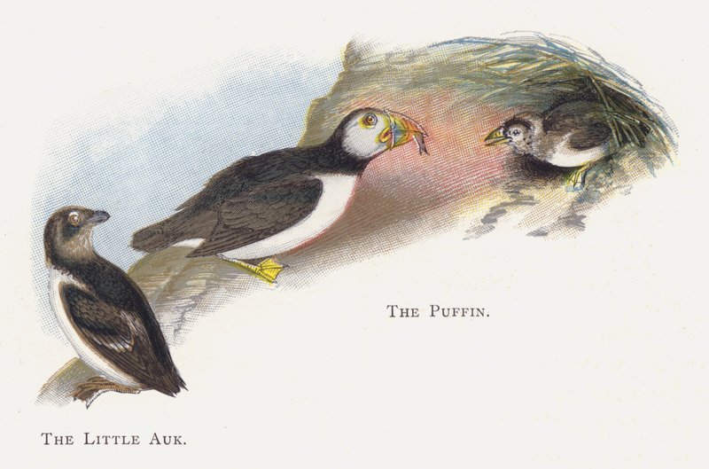 Küçük Auk, Puffin by Alexander Francis Lydon