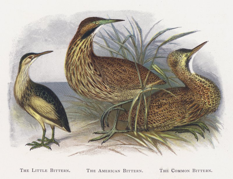 Küçük Bittern, Amerikan Bittern, Ortak Bittern by Alexander Francis Lydon