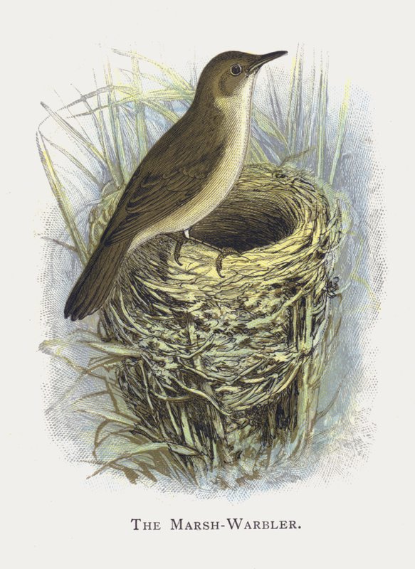 Marsh-Warbler by Alexander Francis Lydon