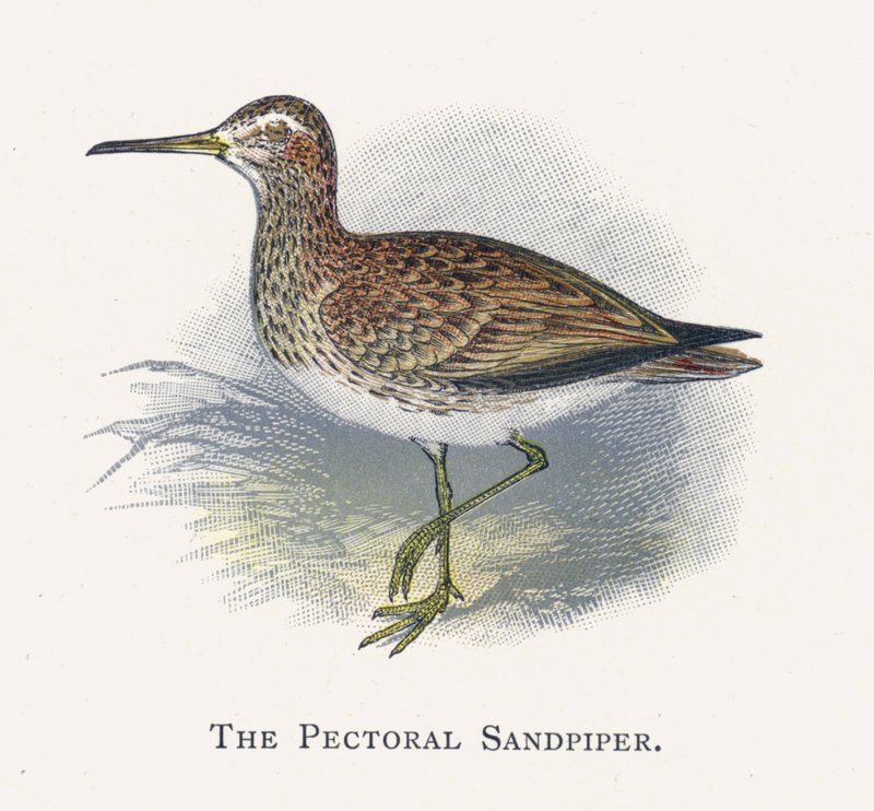 Pektoral Sandpiper by Alexander Francis Lydon