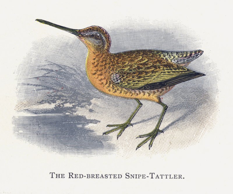 Kızıl Göğüslü Snipe-Tattler by Alexander Francis Lydon