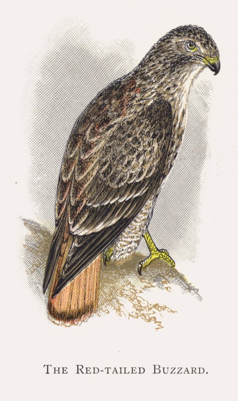 Kızıl Kuyruklu Şahin by Alexander Francis Lydon