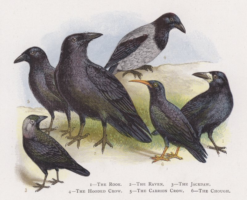 Kale, Kuzgun, Küçük Karga, Kukuletalı Karga, Leş Kargası, Karga by Alexander Francis Lydon