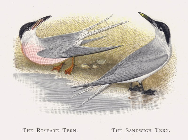 Roseate Sumru, Sandviç Sumru by Alexander Francis Lydon