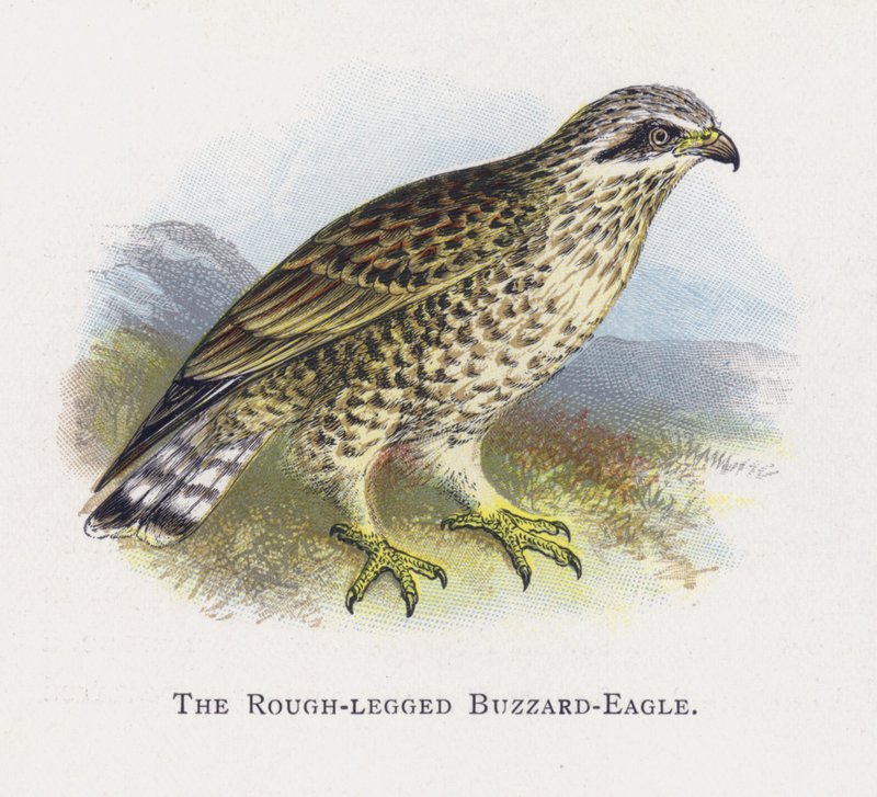 Kaba Bacaklı Buzzard-Kartal by Alexander Francis Lydon