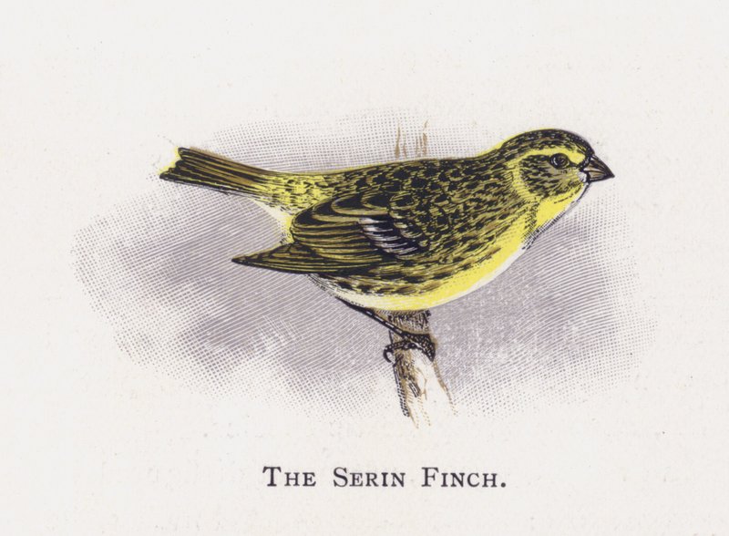 Serin Finch by Alexander Francis Lydon