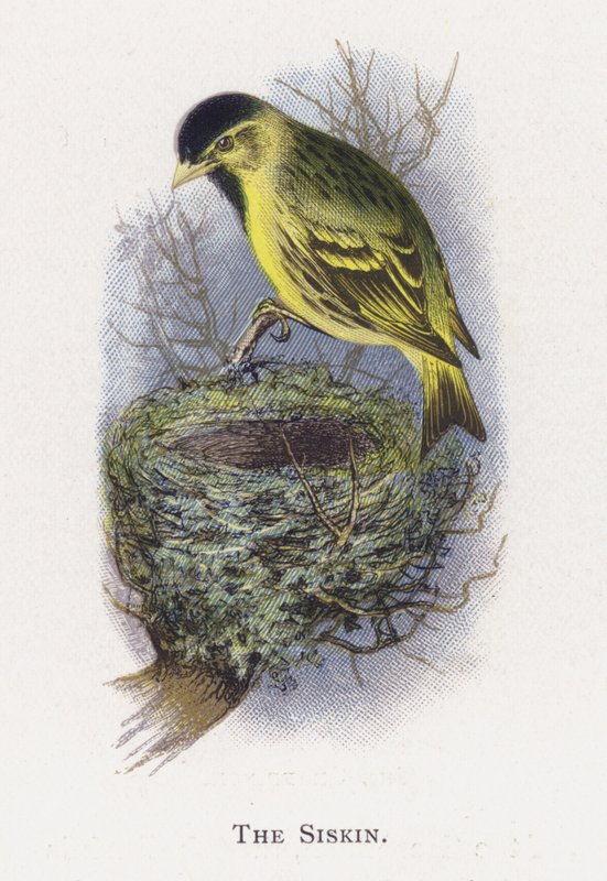 Siskin by Alexander Francis Lydon