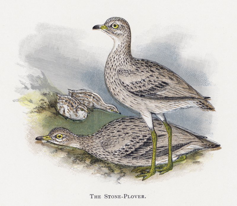 Taş-Plover by Alexander Francis Lydon