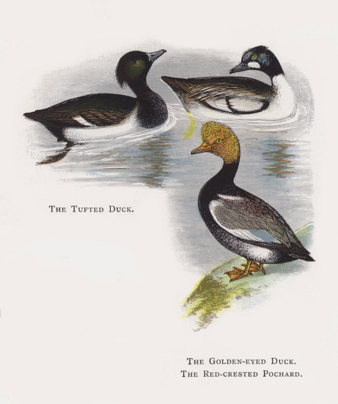 Tepeli Ördek, Altın Gözlü Ördek, Kızıl Tepeli Pochard by Alexander Francis Lydon