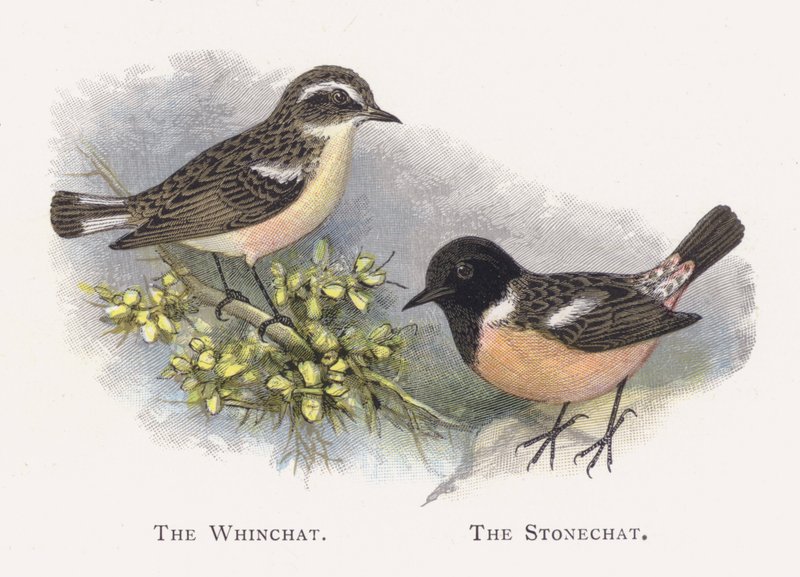 The Winchat, Stonechat by Alexander Francis Lydon