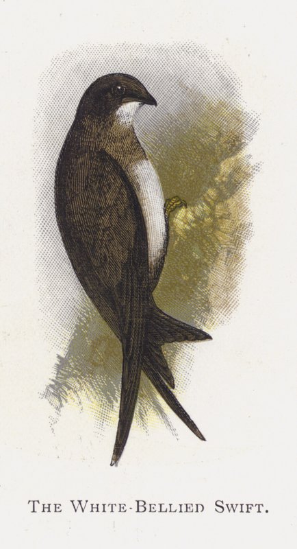 Beyaz Karınlı Swift by Alexander Francis Lydon