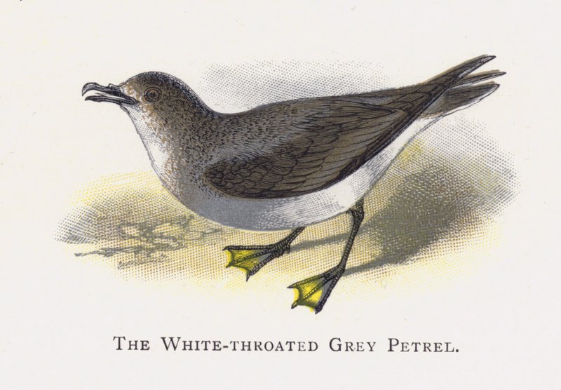 Beyaz boğazlı Gri Petrel by Alexander Francis Lydon
