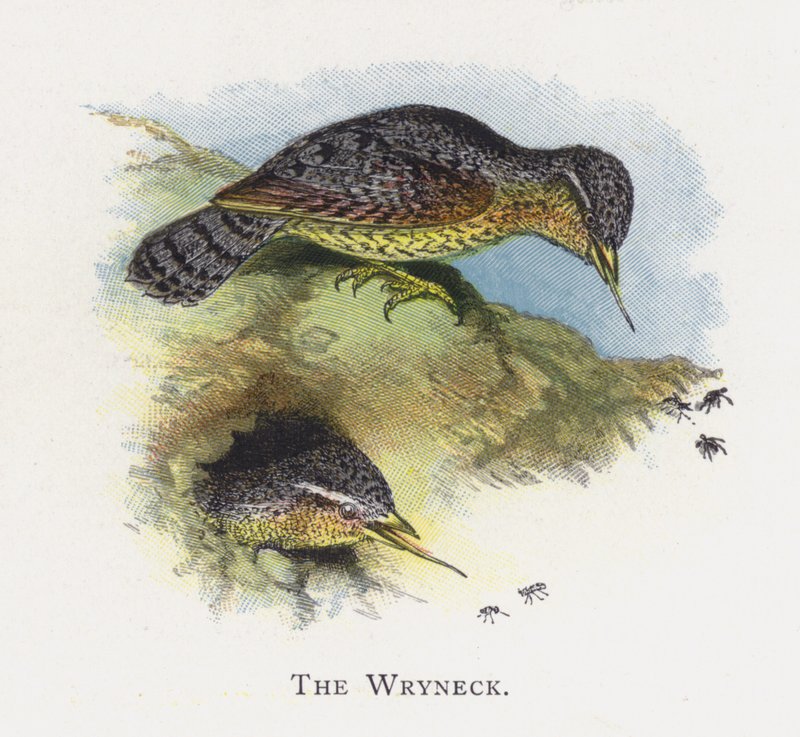 Wryneck by Alexander Francis Lydon