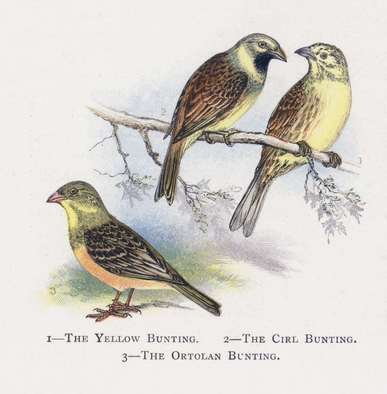 Sarı Kiraz Kuşu, Çember Kiraz Kuşu, Ortolan Kiraz Kuşu by Alexander Francis Lydon