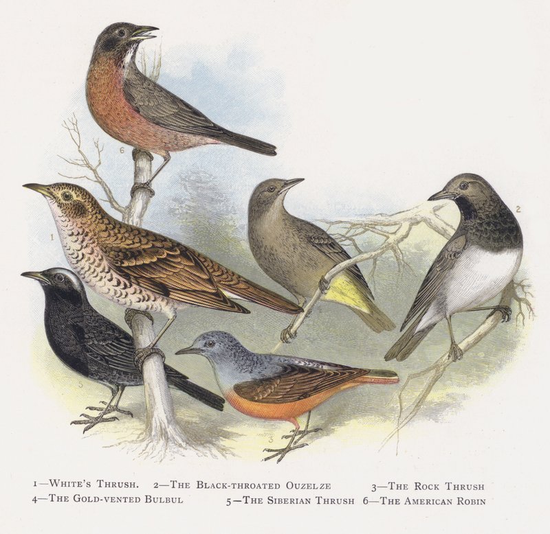 Beyaz Ardıç Kuşu, Kara Boğazlı Ouzelze, Kaya Ardıç Balığı, Altın Bacalı Bülbül, Sibirya ardıç kuşu, Amerikan Robin by Alexander Francis Lydon