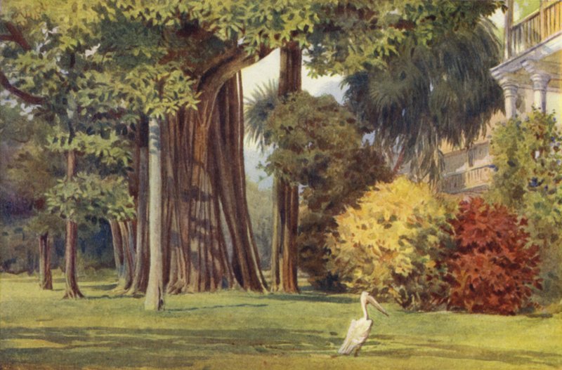 Queens Evi, Kolombo by Alexander Henry Hallam Murray
