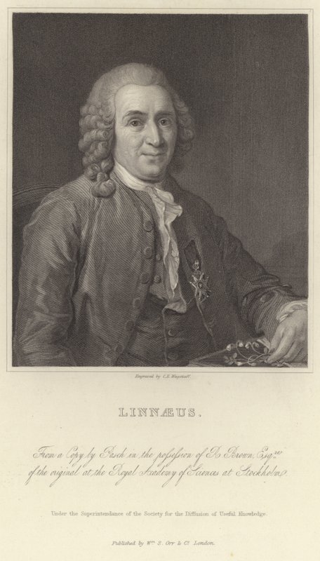 Linnaeus by Alexander Roslin
