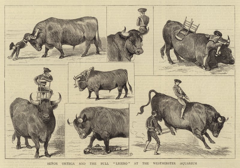 Senor Ortega ve Bull Ligero Westminster Akvaryumu