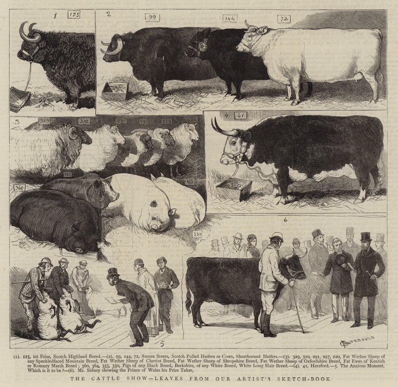 Sığır Gösterisi, Sanatçımızın Eskiz Defterinden ayrılıyor by Alfred Chantrey Corbould