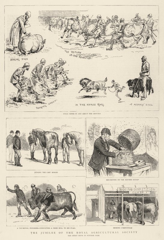 ರಾಯಲ್ ಅಗ್ರಿಕಲ್ಚರಲ್ ಸೊಸೈಟಿಯ ಜುಬಿಲಿ ಟರ್ಕಿ by Alfred Chantrey Corbould