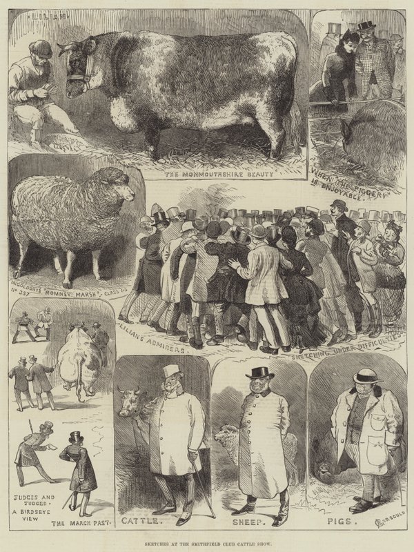 Smithfield Club Sığır Şovunda Eskizler by Alfred Courbould