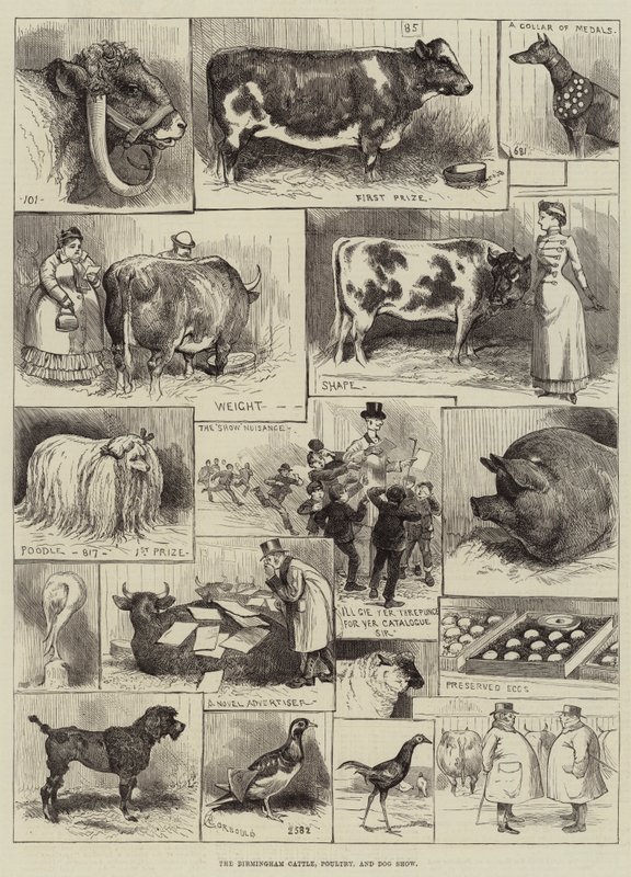 Birmingham Sığır, Kümes Hayvanları ve Köpek Gösterisi by Alfred Courbould