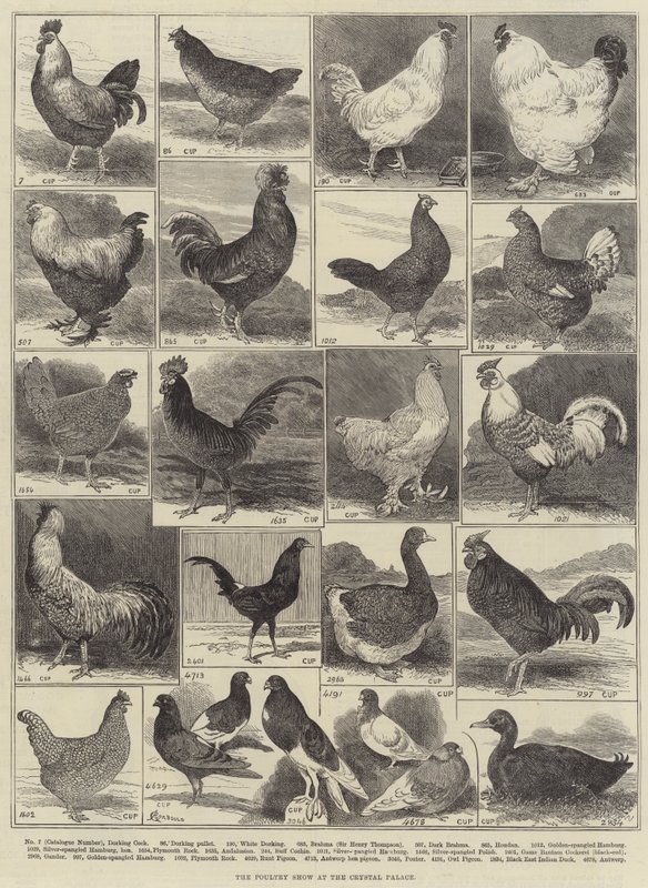 Kristal Saray'da Kümes Hayvanları Gösterisi by Alfred Courbould
