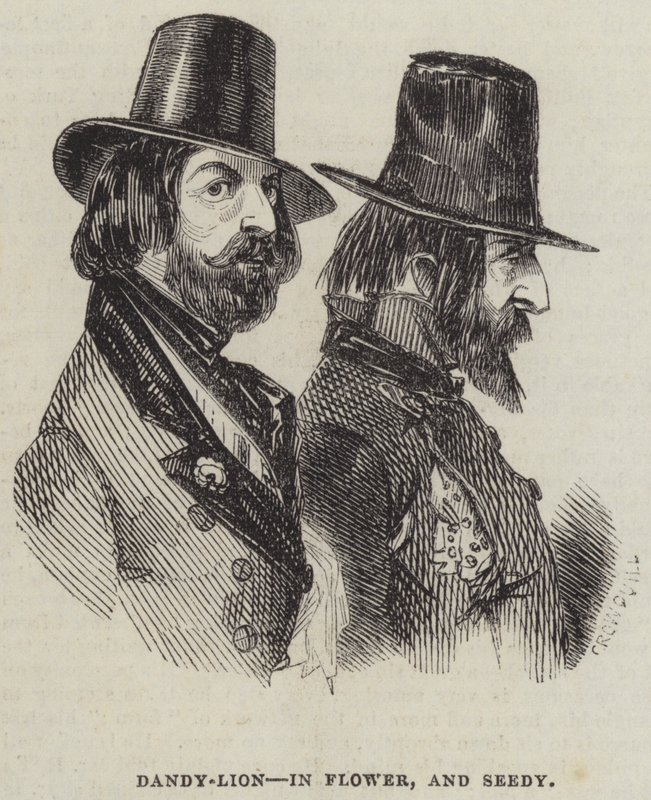 Dandy-Lion, Çiçek ve Tohumlu by Alfred Crowquill