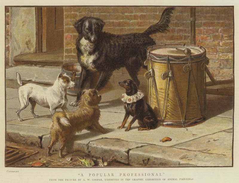 ಜನಪ್ರಿಯ ವೃತ್ತಿಪರ (ಕ್ರೋಮೋಲಿಥೋ) ಟರ್ಕ್ by Alfred W. Cooper