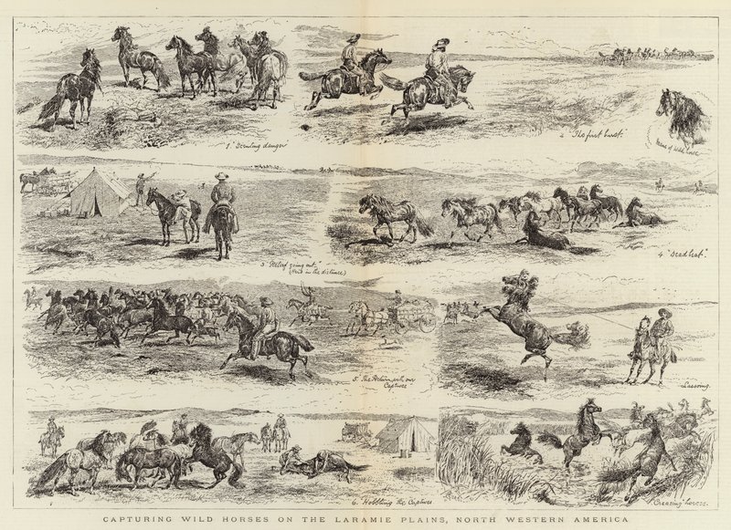 Kuzey Batı Amerika, Laramie Ovalarında Yabani Atları Yakalamak by Alfred Chantrey Corbould