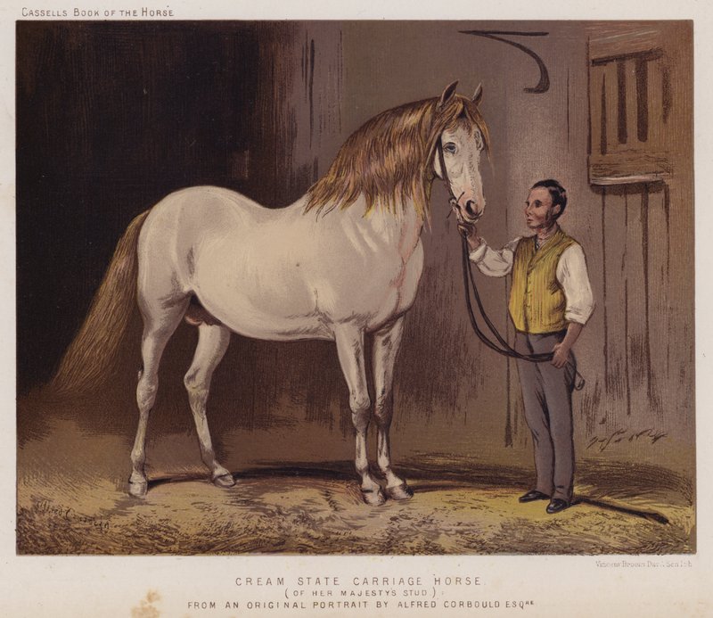 Majestelerinin Stud