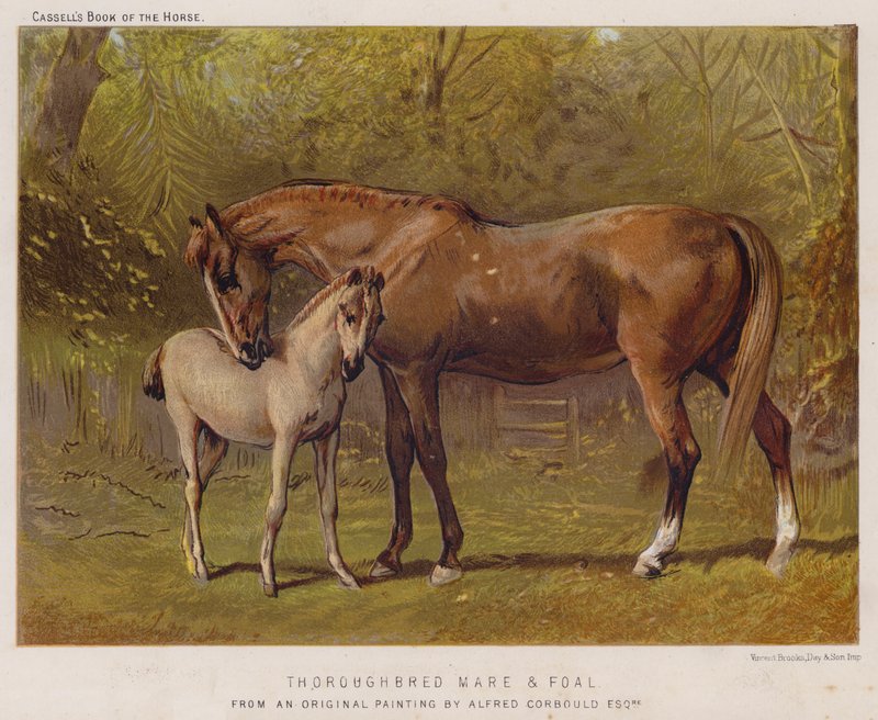 Safkan Kısrak ve Tay (renkli taş) by Alfred Chantrey Corbould