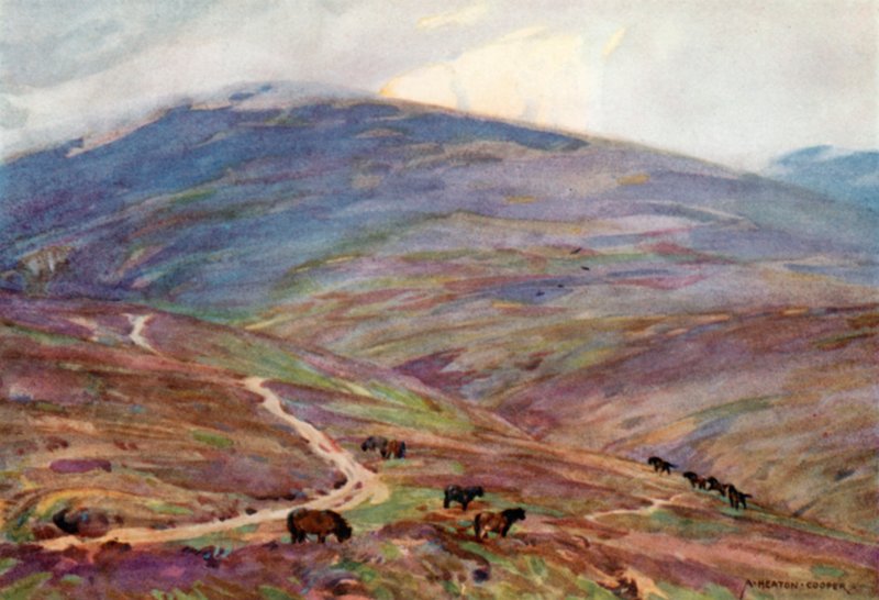 Exmoor Midillileri, Dunkery Beacon