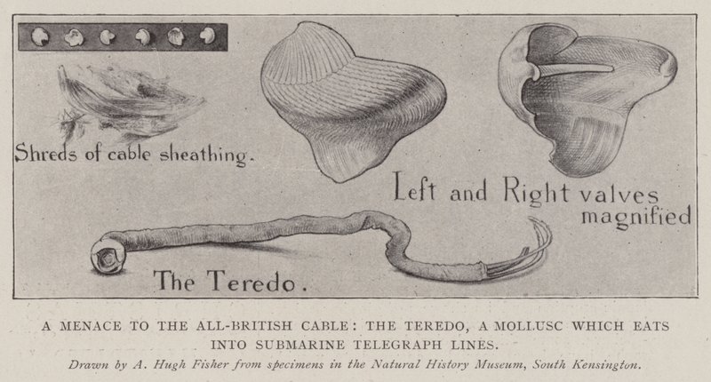 Tüm İngiliz Kablosuna Tehdit, Teredo, Denizaltı Telgraf Hatlarını yiyen bir Yumuşakça by Alfred Hugh Fisher