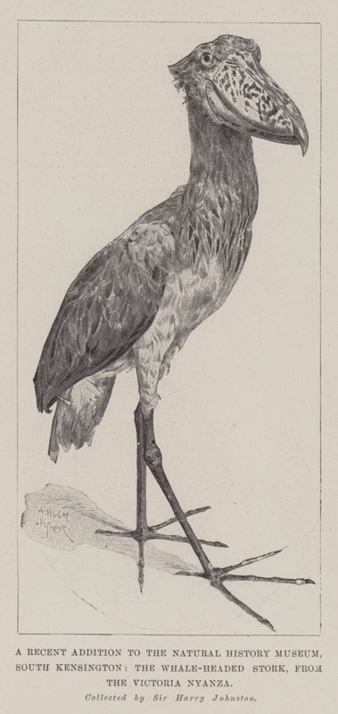 Victoria Nyanza