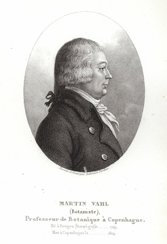 ಮಾರ್ಟಿನ್ ವಾಹ್ಲ್ ಟರ್ಕ್ by Ambroise Tardieu